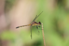 Erythrodiplax nigricans