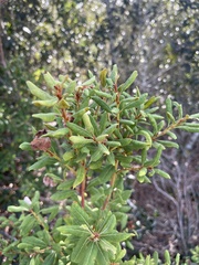 Lyonia ferruginea
