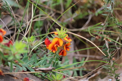 Pultenaea humilis