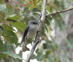 Eopsaltria georgiana