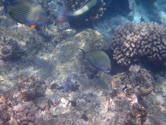 Acanthurus lineatus