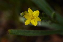 Hypoxis obtusa