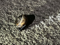 Zachrysia provisoria