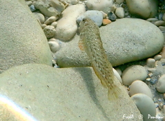 Parablennius sanguinolentus
