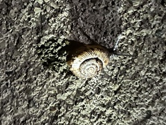 Zachrysia provisoria