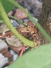 Eriopis connexa