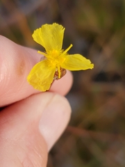 Xyris elliottii