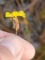 Xyris elliottii