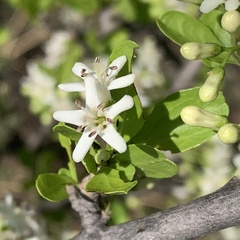 Ehretia rigida