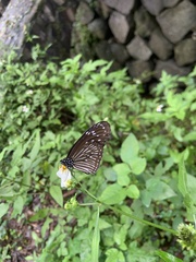 Euploea mulciber barsine