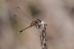 Erythrodiplax nigricans