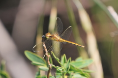 Erythrodiplax nigricans