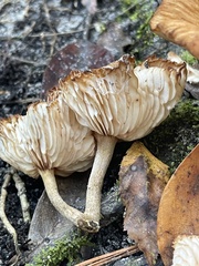 Desarmillaria caespitosa
