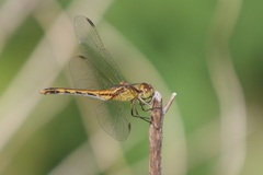 Erythrodiplax nigricans