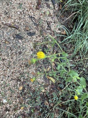 Heterotheca subaxillaris