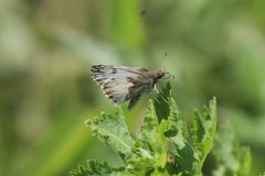 Heliopetes omrina