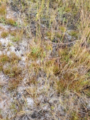 Xyris elliottii
