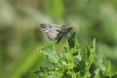 Heliopetes omrina