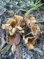 Desarmillaria caespitosa