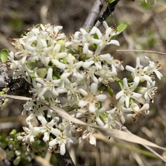Ehretia rigida