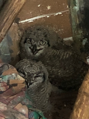 Bubo