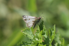 Heliopetes omrina