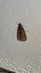 Achyra rantalis