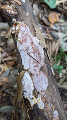 Abundisporus pubertatis