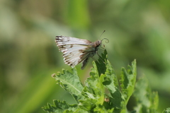 Heliopetes omrina