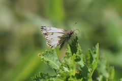 Heliopetes omrina