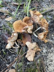 Desarmillaria caespitosa