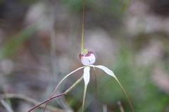Caladenia venusta