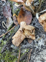 Desarmillaria caespitosa