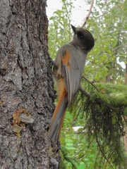 Perisoreus infaustus