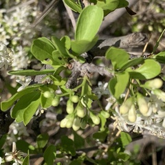 Ehretia rigida