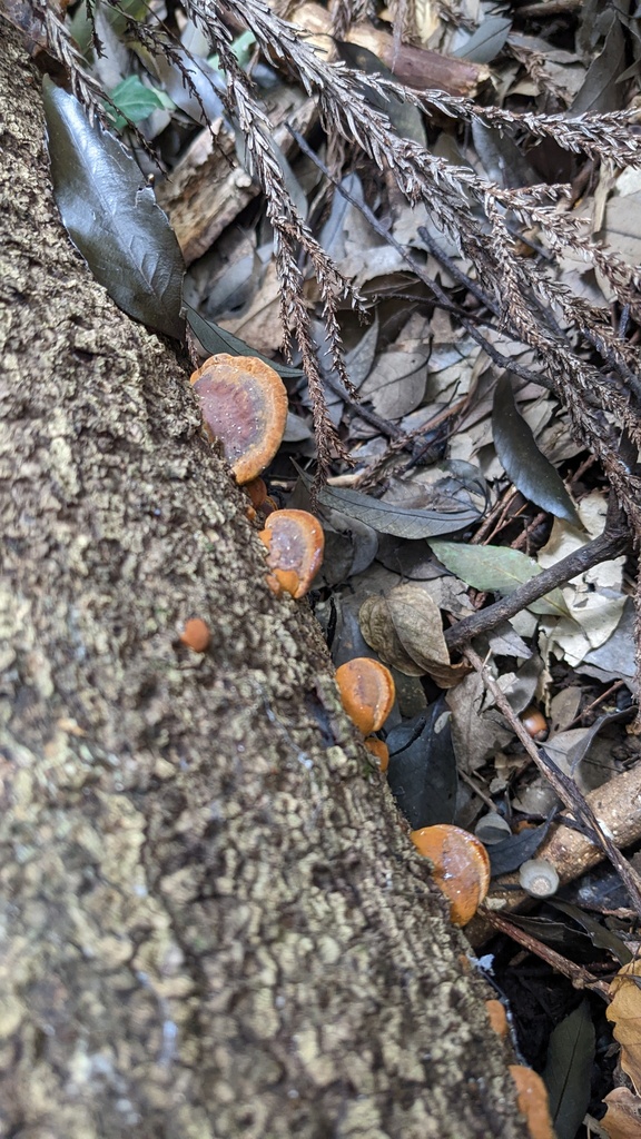 Fuscoporia gilva · November 2022 · photo: © atsushi_nakajima_cirque (iNaturalist, cc-by)