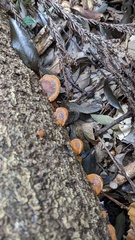 Fuscoporia gilva