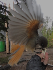 Perisoreus infaustus