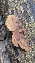 Fuscoporia gilva