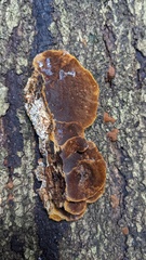 Fuscoporia gilva