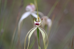 Caladenia tentaculata × venusta