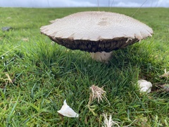 Agaricus crocodilinus