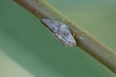 Cephisus siccifolius
