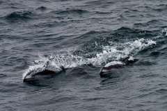 Sagmatias obliquidens