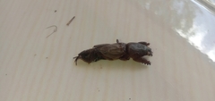 Gryllotalpa