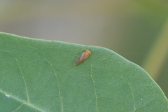 Psyllidae