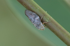 Cephisus siccifolius