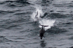 Sagmatias obliquidens