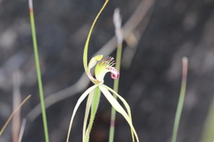Caladenia tentaculata × venusta