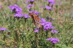 Dione vanillae maculosa